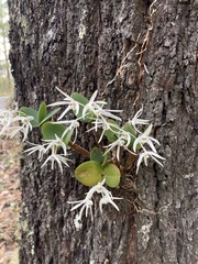 Dendrobium aemulum