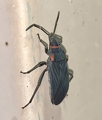 Melacoryphus rubicollis