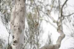 Pachycephala rufiventris