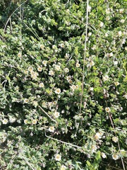 Roepera sessilifolia