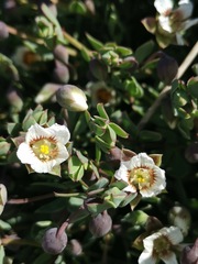Roepera sessilifolia