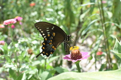 Papilio troilus troilus