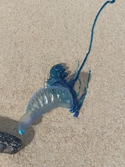 Physalia physalis