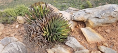 Aloe melanacantha