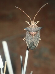 Neagenor spinosus