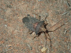 Neagenor spinosus