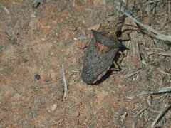 Neagenor spinosus