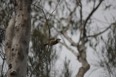 Pachycephala rufiventris