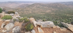 Aloe melanacantha