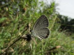 Everes lacturnus