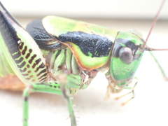 Eupholidoptera schmidti