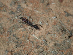 Odontomachus