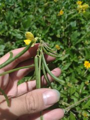 Vigna luteola