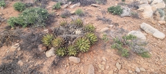Aloe melanacantha