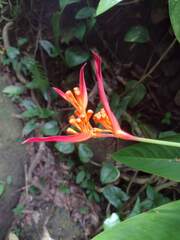 Heliconia psittacorum