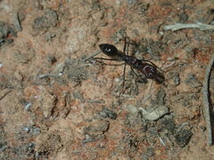 Odontomachus