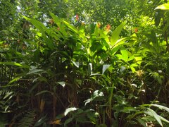 Heliconia psittacorum