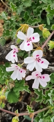 Pelargonium echinatum