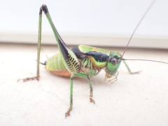 Eupholidoptera schmidti