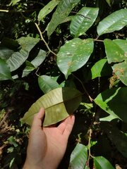 Chrysophyllum oliviforme