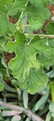 Pelargonium echinatum
