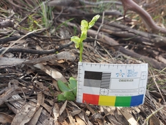 Pterostylis mutica