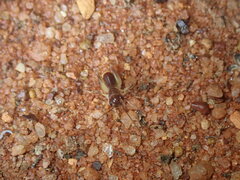 Gryllacrididae
