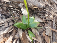 Pterostylis mutica