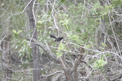 Rhipidura leucophrys