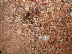 Gryllacrididae