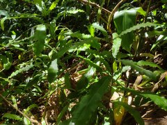 Macadamia tetraphylla