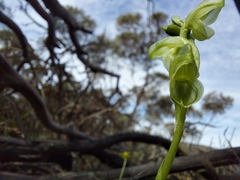 Pterostylis mutica