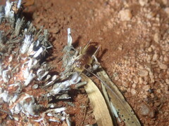 Gryllacrididae