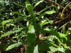 Macadamia tetraphylla