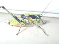 Eupholidoptera schmidti