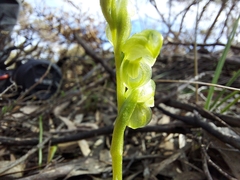 Pterostylis mutica