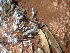 Gryllacrididae