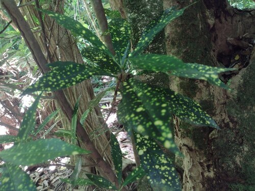 Codiaeum variegatum observed 2022-08-27