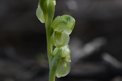Pterostylis mutica