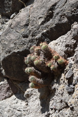 Mammillaria compressa compressa
