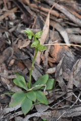 Pterostylis mutica