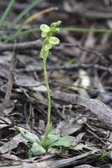 Pterostylis mutica