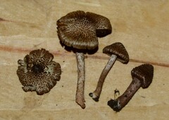 Inocybe cincinnata