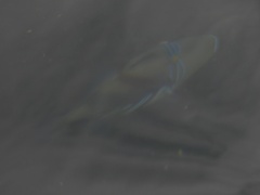 Rhinecanthus aculeatus