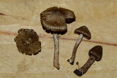 Inocybe cincinnata