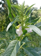Sesamum indicum