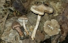 Inocybe cincinnata