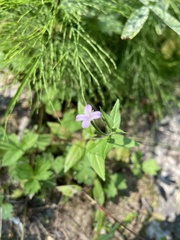 Epilobium adenocaulon