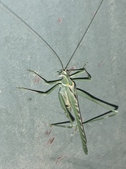 Insara elegans