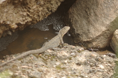 Intellagama lesueurii